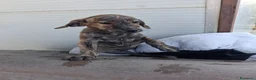 Meticcio cani in regalo: Cucciola 2 mesi a Provincia di Arezzo - Annuncio 2