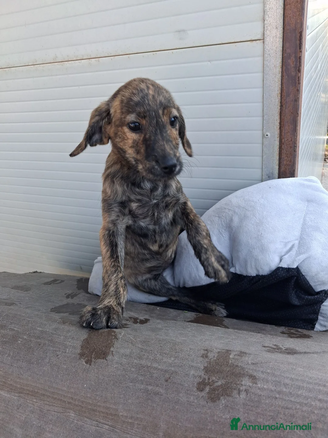 Meticcio cani in regalo: Cucciola 2 mesi a Provincia di Arezzo - Annuncio 2