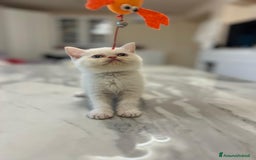Scottish gatti in vendita: Affettuosi cuccioli Scottish foldex shorthair a Provincia di Rimini - Immagine 4