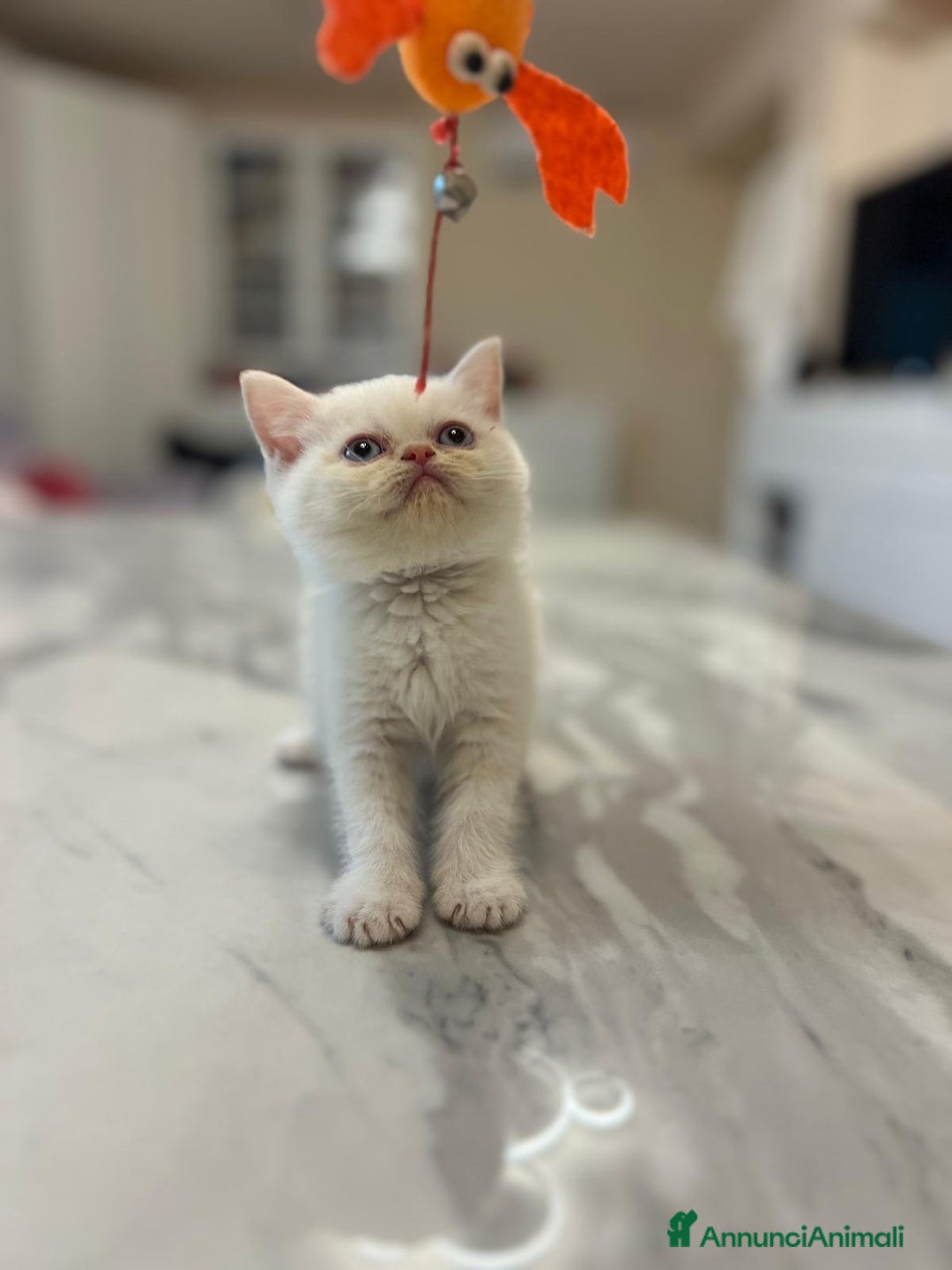 Scottish gatti in vendita: Affettuosi cuccioli Scottish foldex shorthair a Provincia di Rimini - Immagine 4