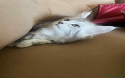 Maine Coon gatti in vendita: Cuccioli Maine coon linea shaded e golden a Provincia di Foggia - Immagine 5