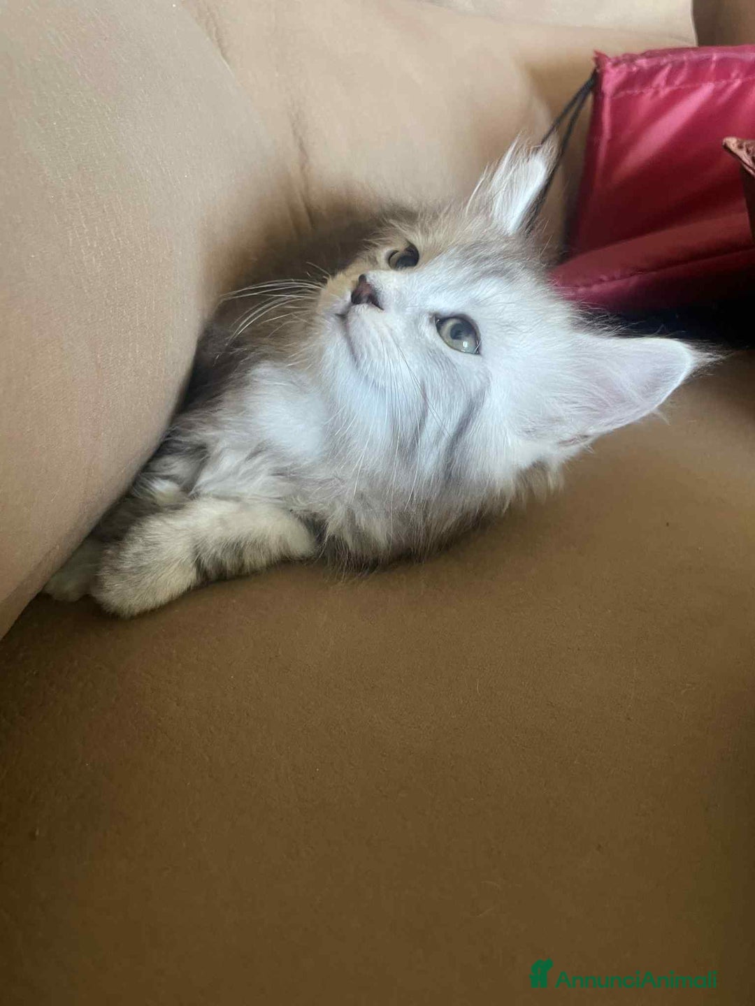 Maine Coon gatti in vendita: Cuccioli Maine coon linea shaded e golden a Provincia di Foggia - Immagine 5