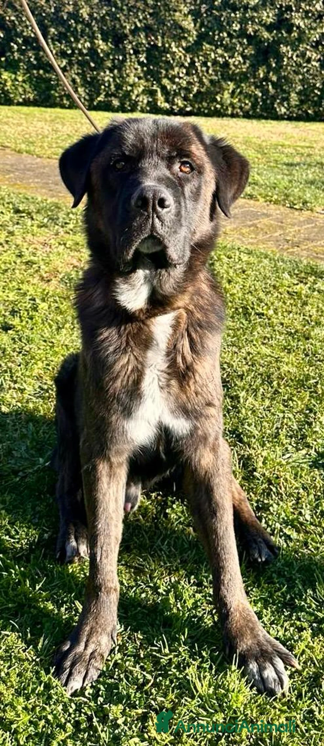 Meticcio cani in regalo: Simil Corso 5 anni - Annuncio 2
