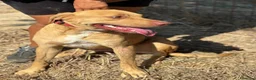 Meticcio cani in regalo: Severino cucciolone 8 mesi cerca casa in adozione - Annuncio 5