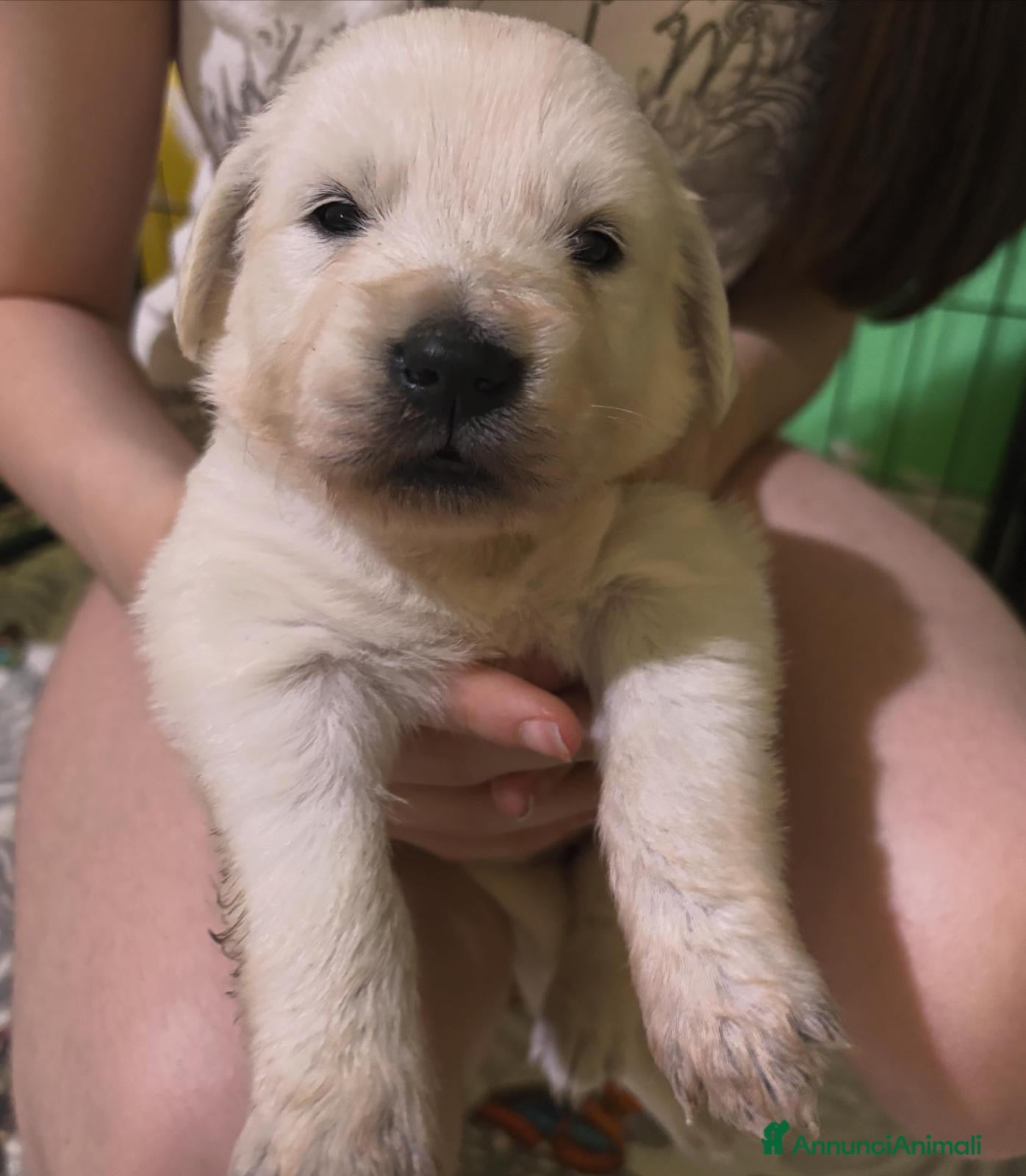 Golden Retriever cani Cuccioli Golden Retriver con Pedigree - Annuncio 6