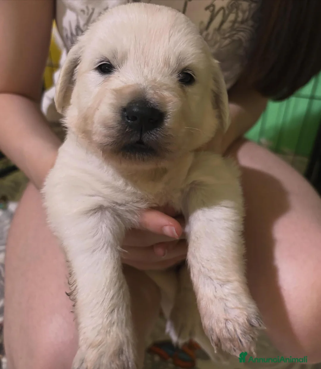 Golden Retriever cani in vendita: Cuccioli Golden Retriver con Pedigree - Annuncio 1