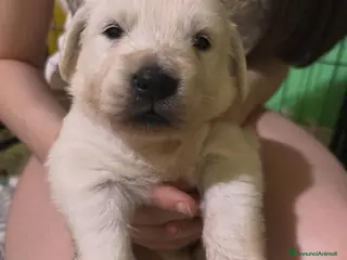 Golden Retriever cani Cuccioli Golden Retriver con Pedigree - Annuncio 6