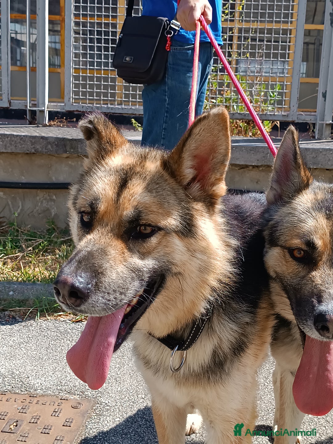 Meticcio cani in regalo: Whisky derivato pastore tedesco in adozione a Provincia di Latina - Annuncio 6