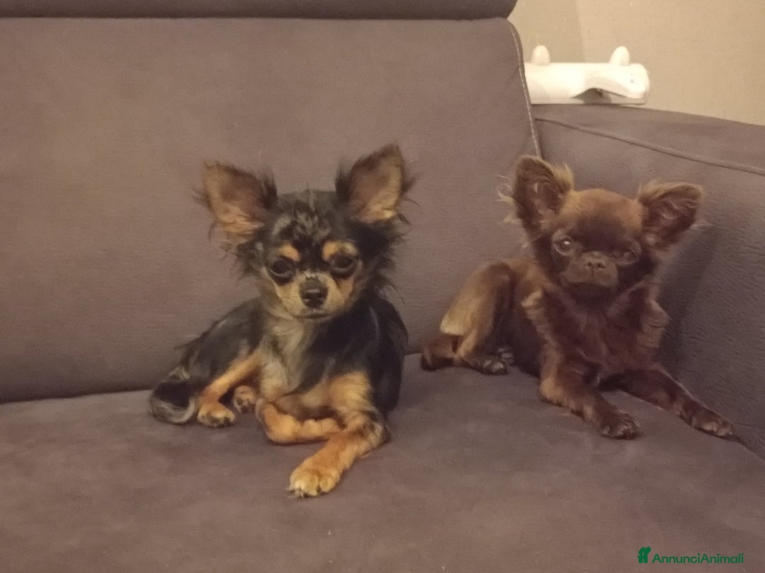 Chihuahua cani in vendita: Chihuahua femmina Merle pelo lungo  - Annuncio 7