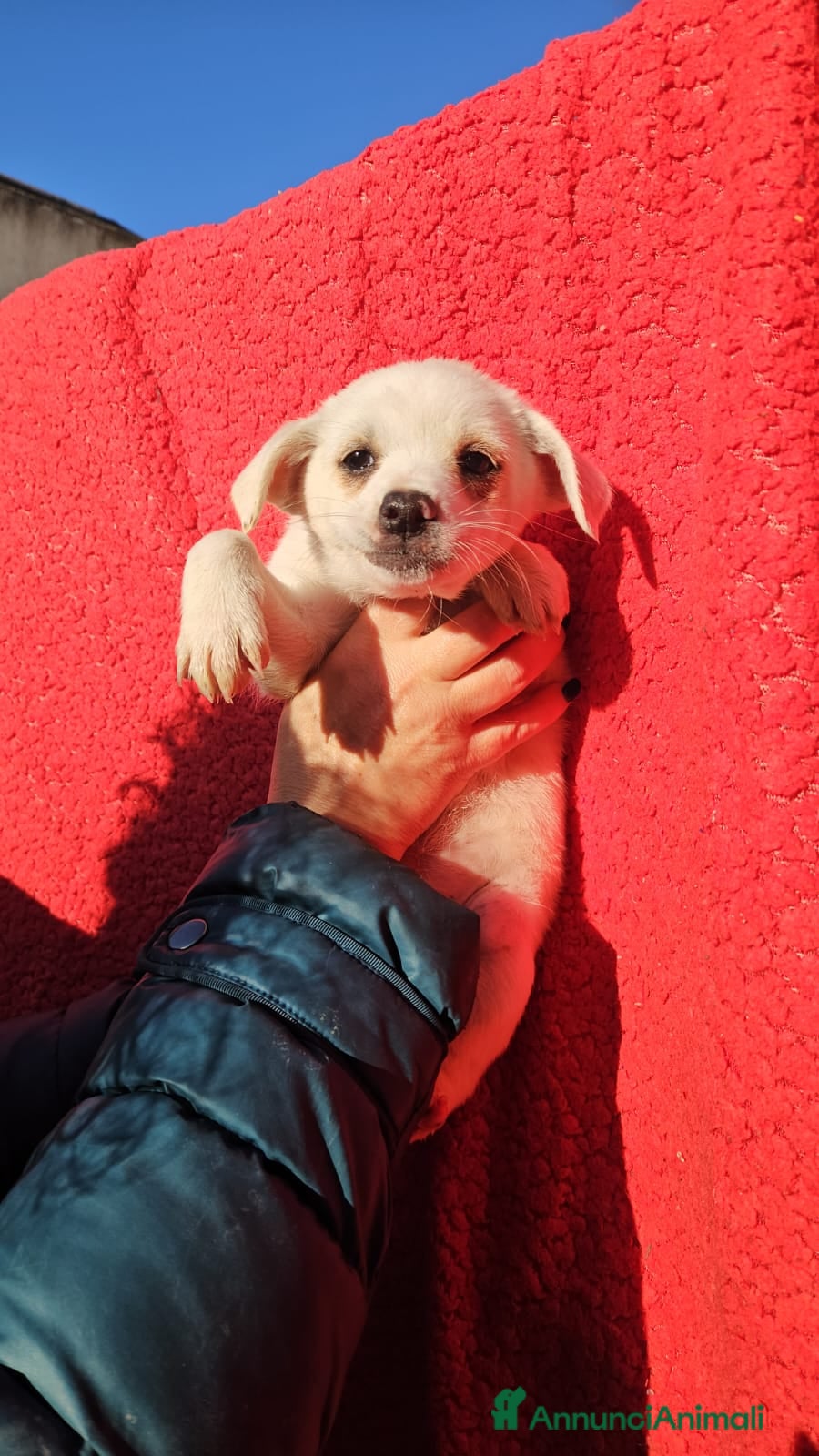 Meticcio cani Ester: 2 mesi taglia piccola  - Annuncio 29