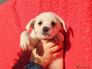 Meticcio cani Ester: 2 mesi taglia piccola - Annuncio 2