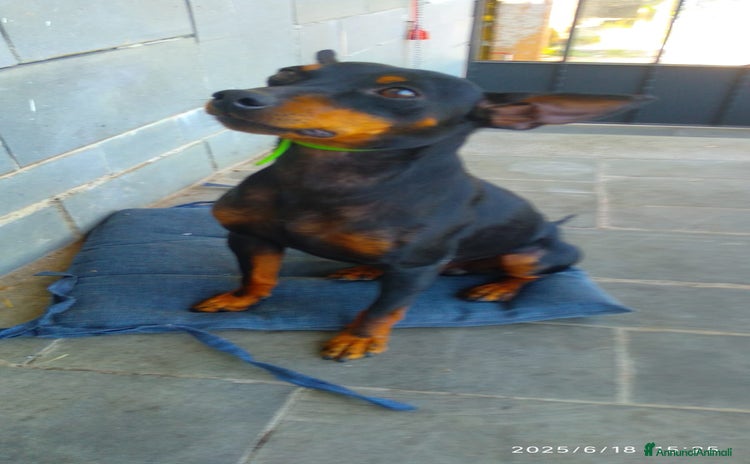 Pinscher Tedesco cani a Provincia della Spezia - Annuncio 2