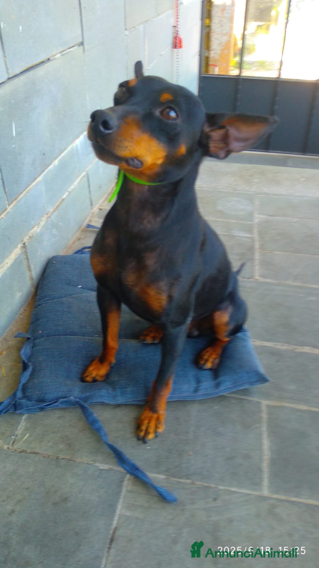 Pinscher Tedesco cani per accoppiamento: Cercasi femmina per accoppiamento a Provincia della Spezia - Immagine 1