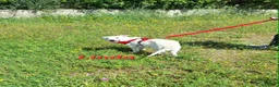 Meticcio cani in regalo: Linda dolce cucciola aspetta la sua famiglia. a Città metropolitana di Roma Capitale - Annuncio 6