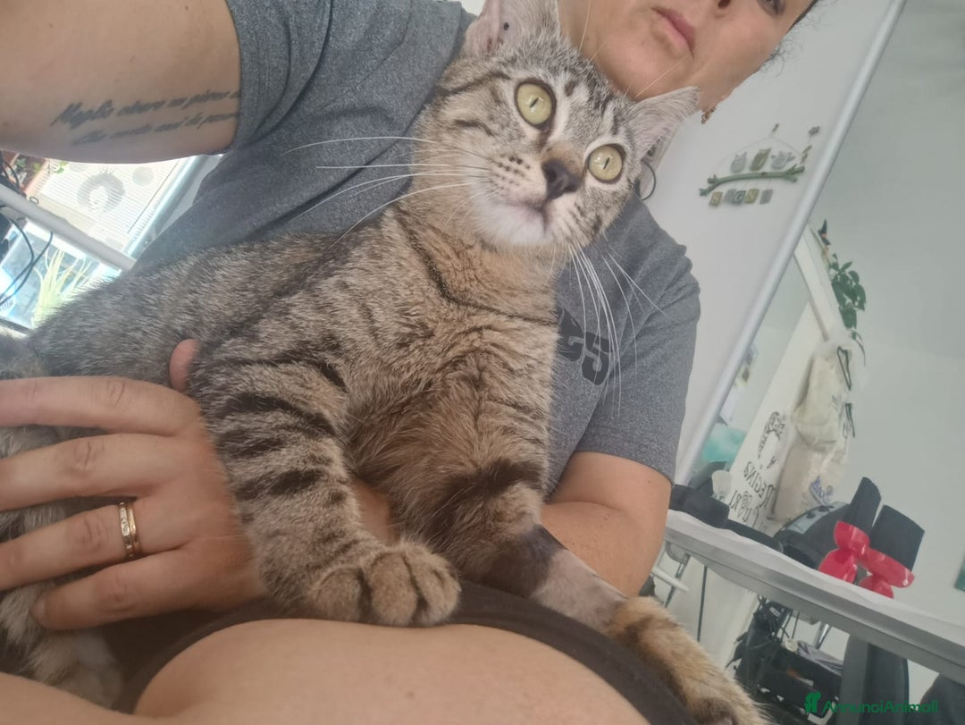 Altre razze gatti in regalo: Gattina tigrata a Provincia di Latina - Immagine 2