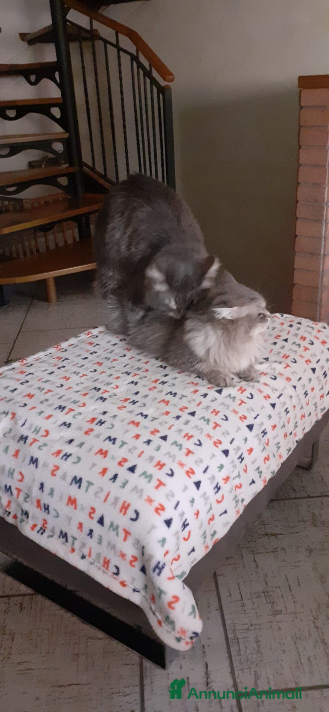 Siberiano gatti per accoppiamento: Gatto siberiano per accoppiamento  - Annuncio 4