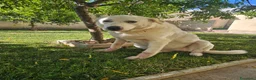 Meticcio cani in regalo: Consuelo: dolce, equilibrata, socievole  - Annuncio 13