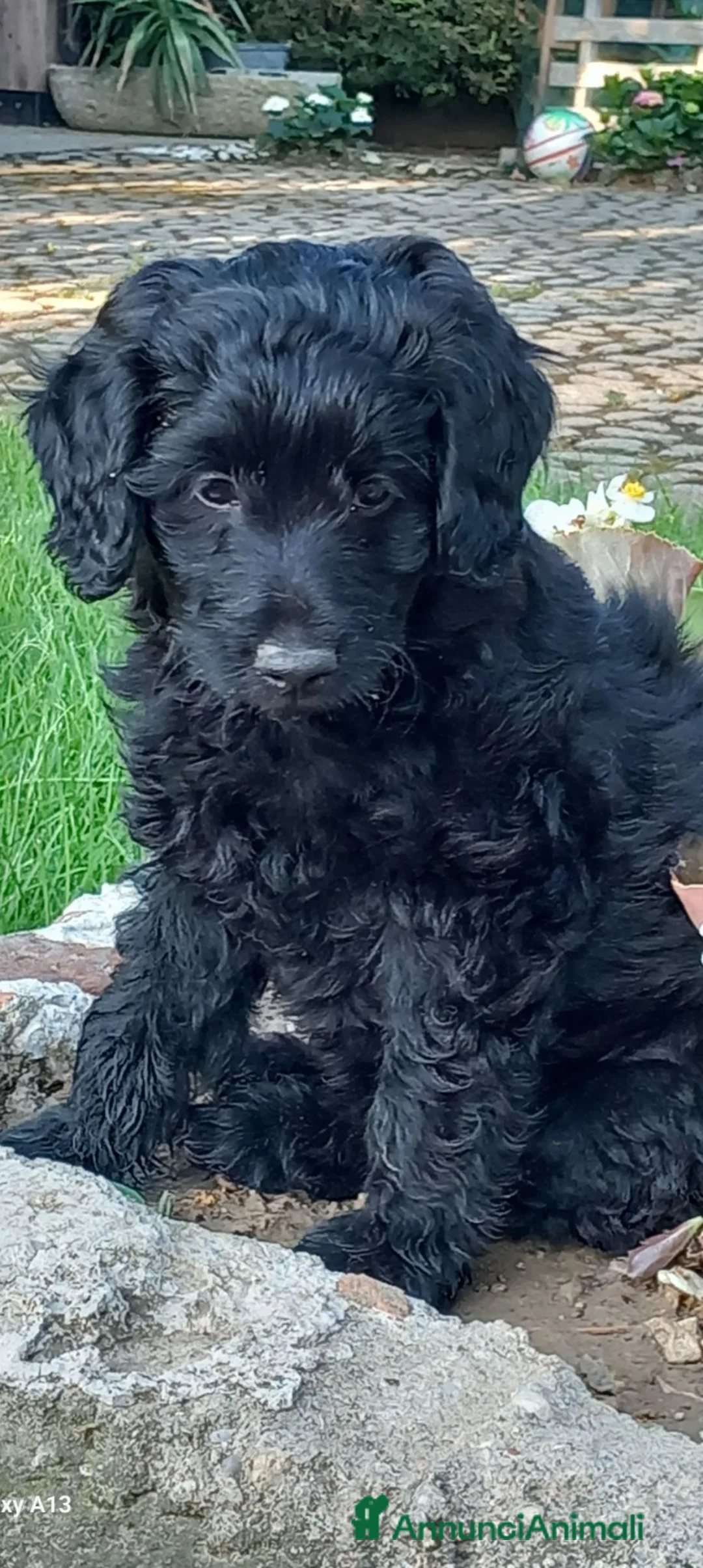 Meticcio cani in vendita: Cuccioli di 2 mesi futura taglia piccola  - Annuncio 5