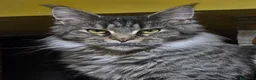 Maine Coon gatti in vendita: Cuccioli Maine Coon  - Annuncio 8
