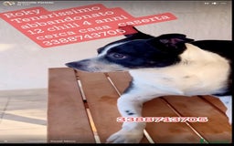 Meticcio cani in regalo: Rocky 4anni kg12 mollato mesi fa.CASERTA HELP a Città metropolitana di Milano - Immagine 4