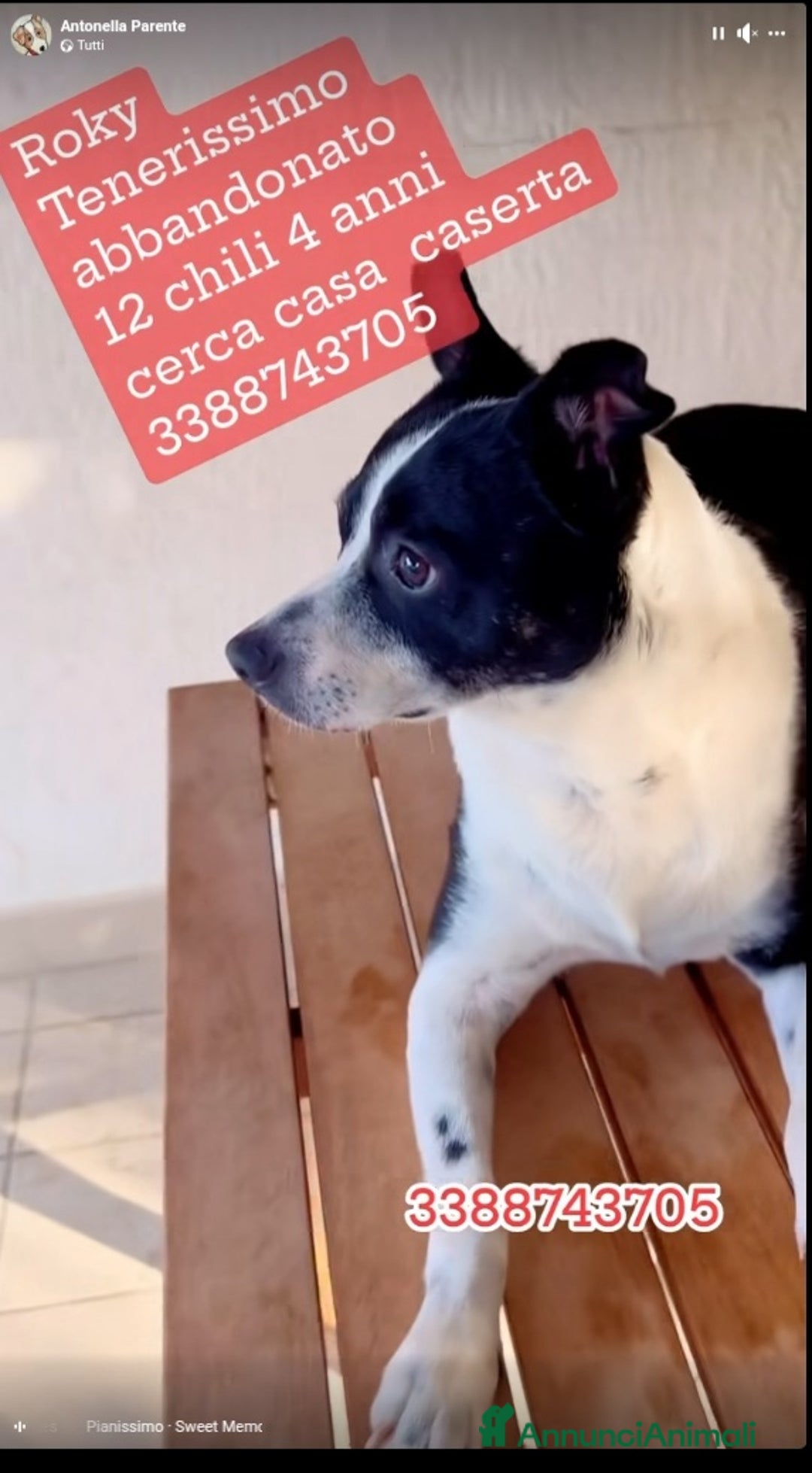 Meticcio cani in regalo: Rocky 4anni kg12 mollato mesi fa.CASERTA HELP a Città metropolitana di Milano - Immagine 4