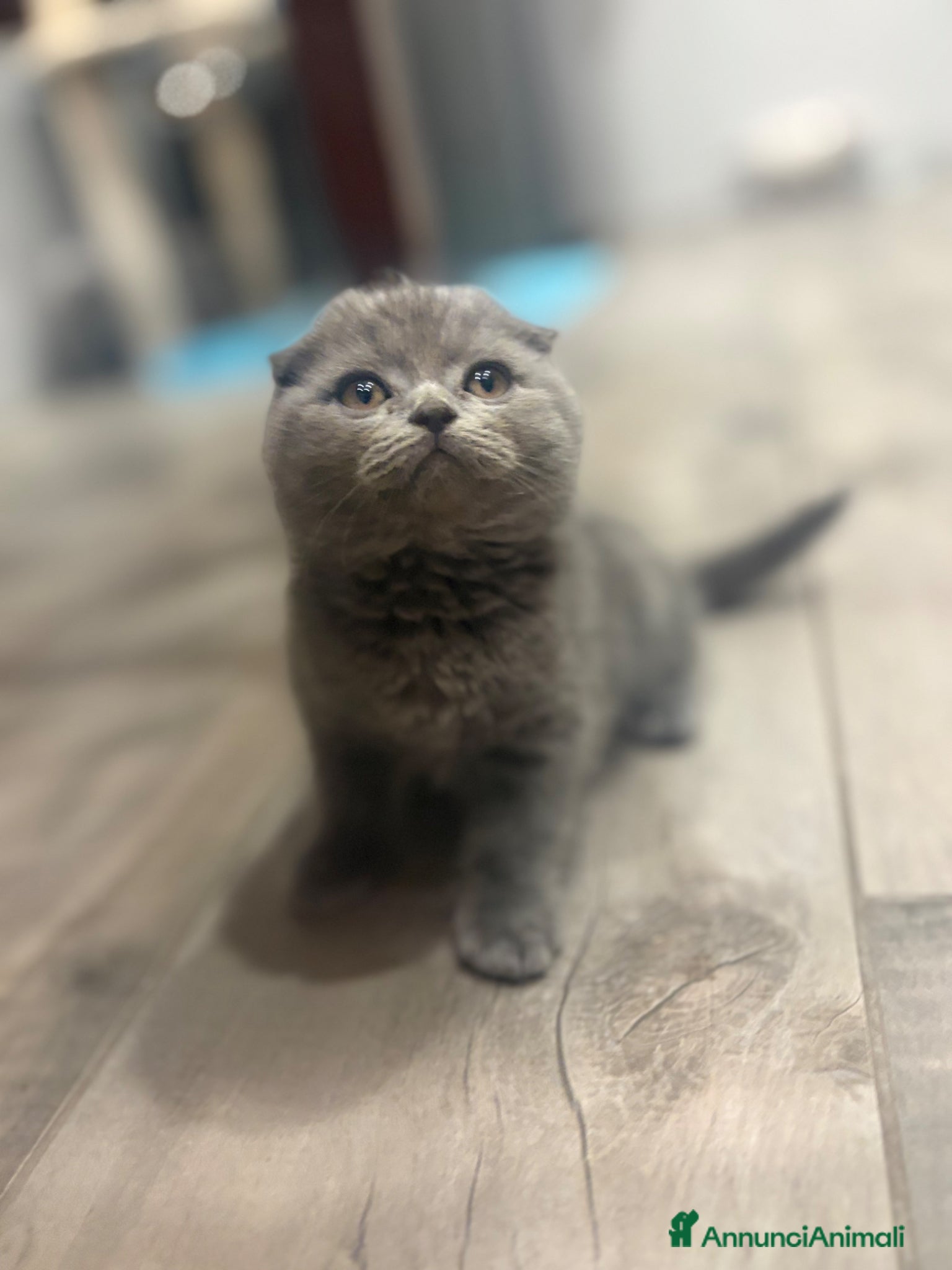 British gatti Scottish fold sthrait  - Annuncio 1