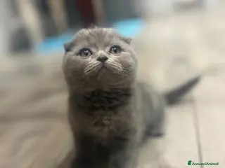 British gatti Scottish fold sthrait - Annuncio 1