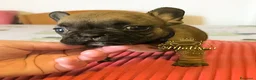 Bulldog Francese cani in vendita: Cuccioli di Bulldog francese - Annuncio 22