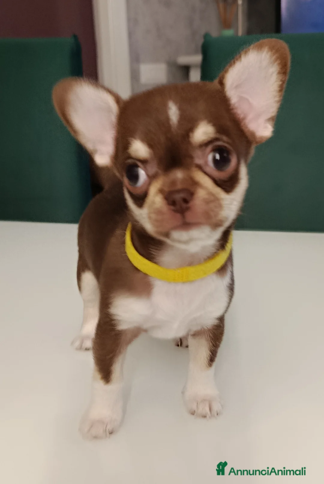 Chihuahua cani in vendita: Cucciola chihuahua - Annuncio 2