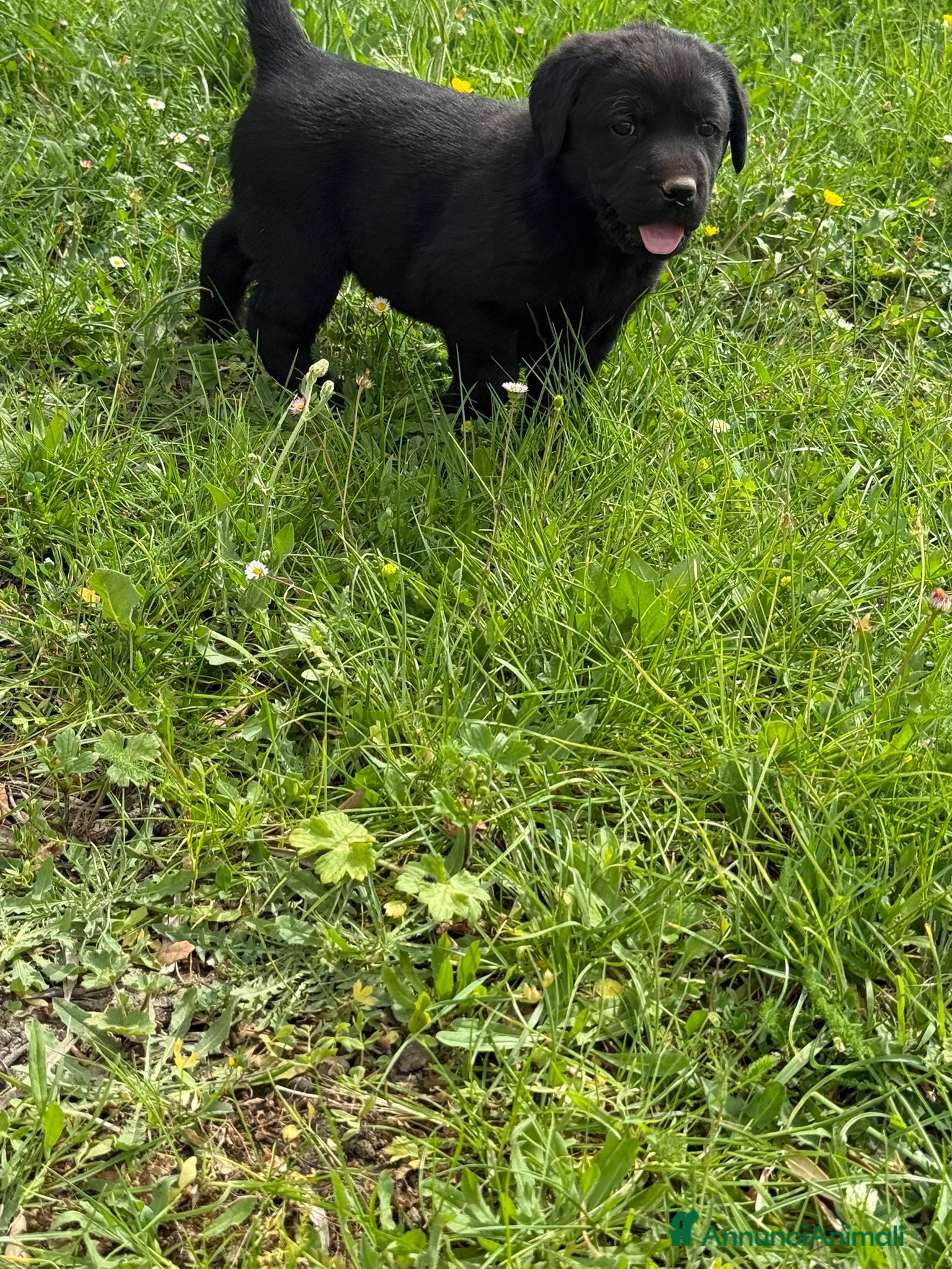 Labrador cani Cuccioli labrador - Annuncio 1