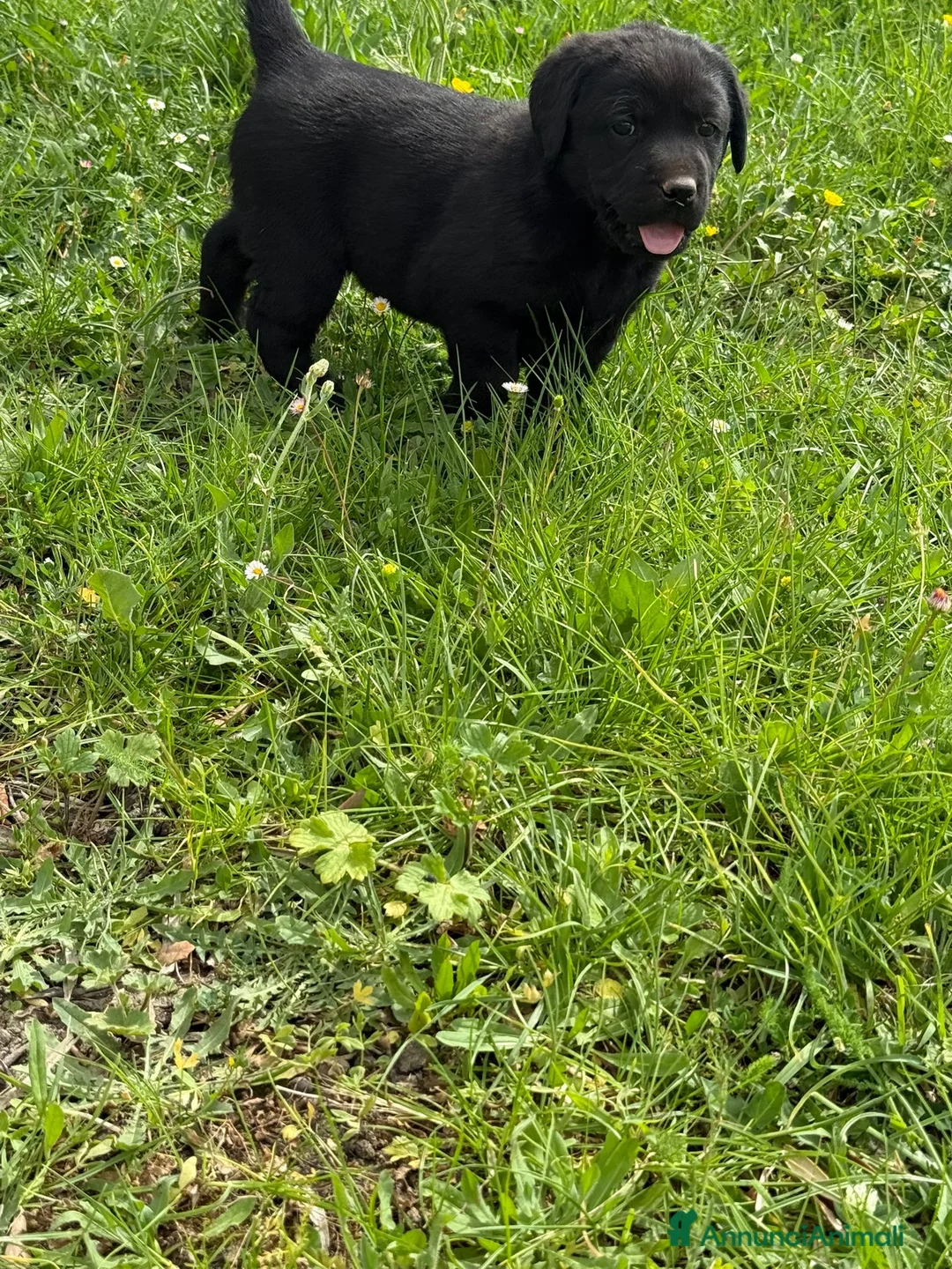 Labrador cani in vendita: Cuccioli labrador - Annuncio 1