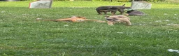 Pitbull cani in vendita: Pit Bull con pedigree, paghi anche a rate  - Annuncio 15