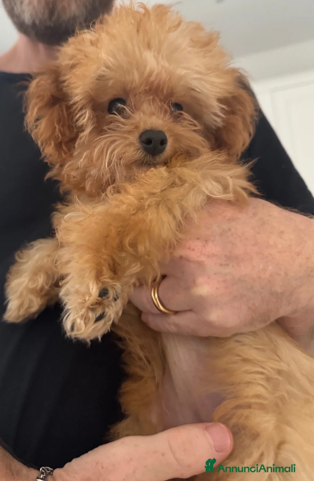 Barboncino Toy cani in vendita: Barboncino mini toy a Città Metropolitana di Napoli - Annuncio 2