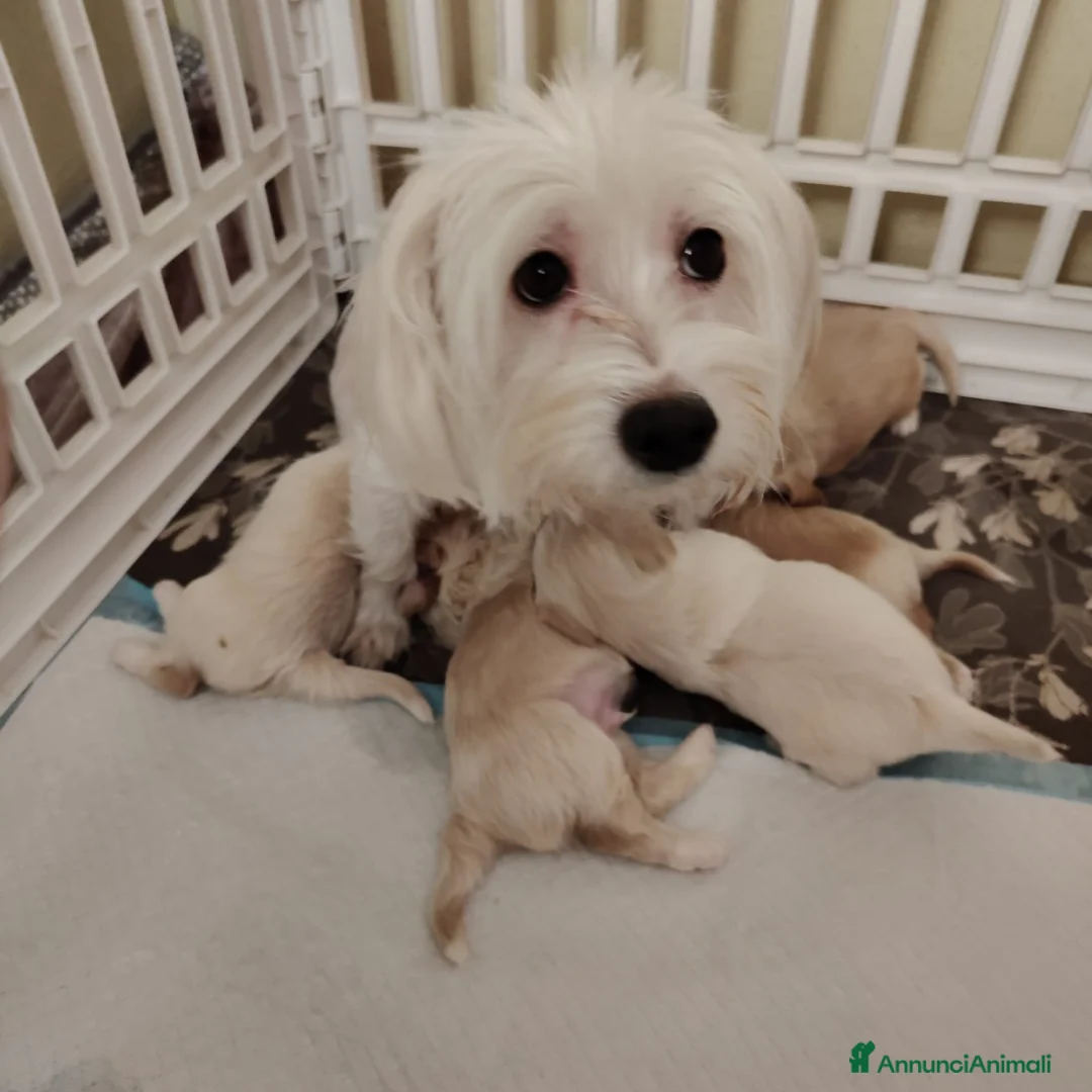 Meticcio cani in vendita: Maltipoo - Annuncio 5