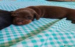 Bassotto cani in vendita: Cuccioli bassotto nano  a Provincia di Ferrara - Immagine 3