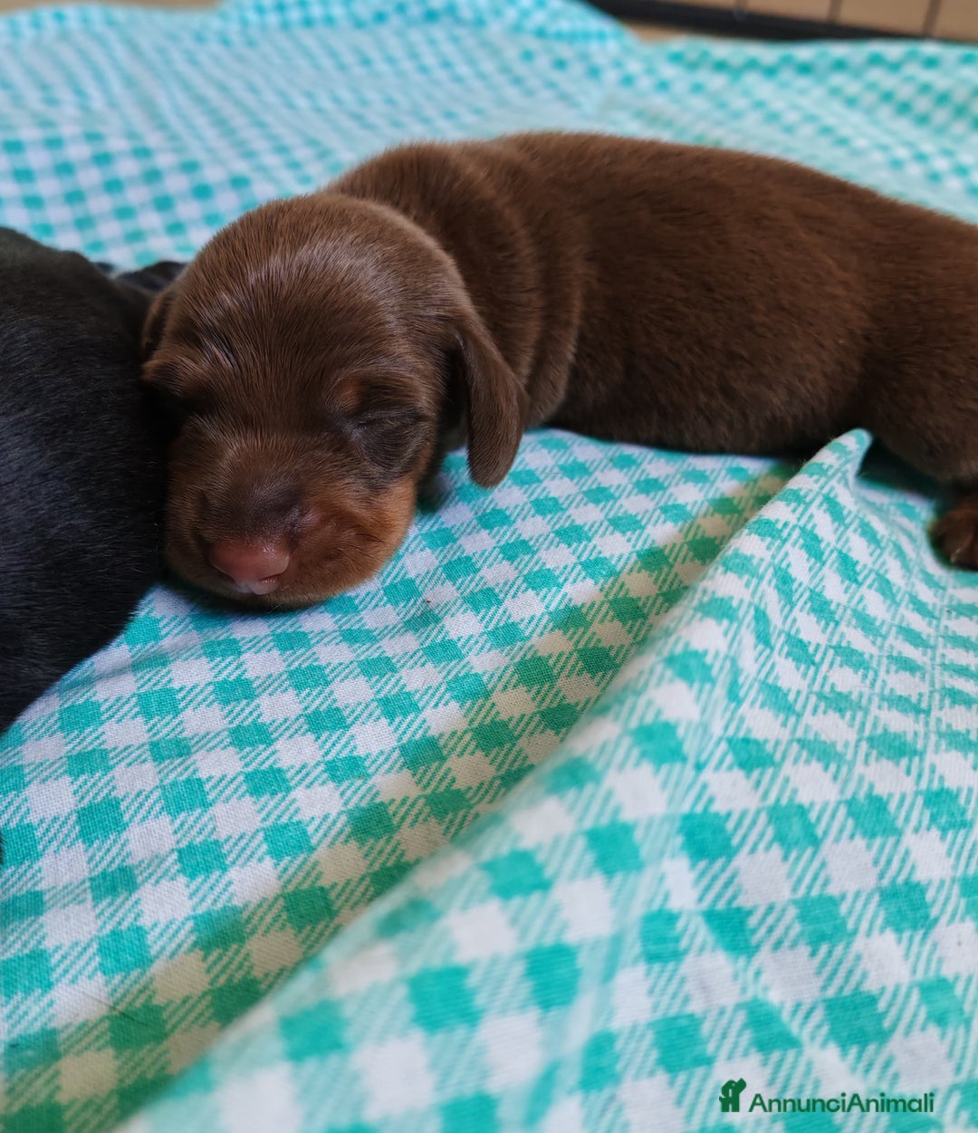 Bassotto cani in vendita: Cuccioli bassotto nano  a Provincia di Ferrara - Immagine 3