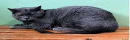 Europeo gatti in regalo: CARLOTTA GATTINA CERTOSINA - Annuncio 5