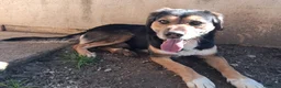 Meticcio cani in regalo: Gigio: 2 anni, socievole, equilibrato - Annuncio 15