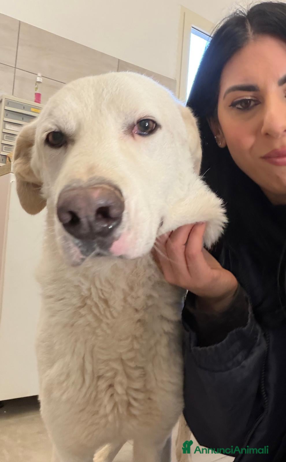 Meticcio cani Milo un'anima meravigliosa - Annuncio 7