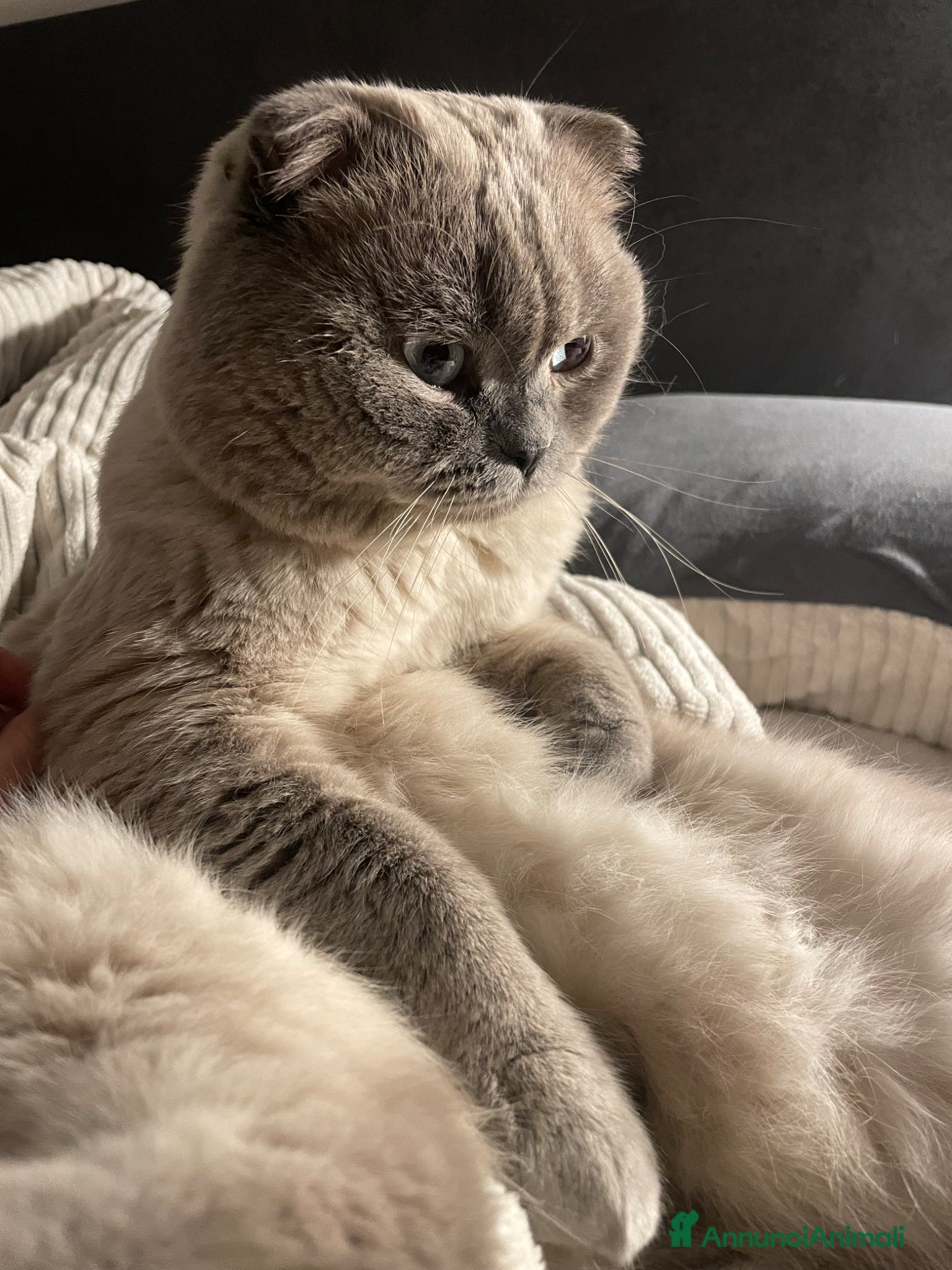 Scottish gatti Cerco gatta scottish strainght/ british - Annuncio 1