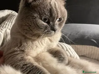 Scottish gatti Cerco gatta scottish strainght/ british - Annuncio 1