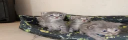 Certosino gatti in vendita: Gattini nati il 13 aprile  - Annuncio 7