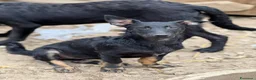 Meticcio cani in regalo: EMA, la cucciola più dolce (e nanetta) di tutti! - Annuncio 4