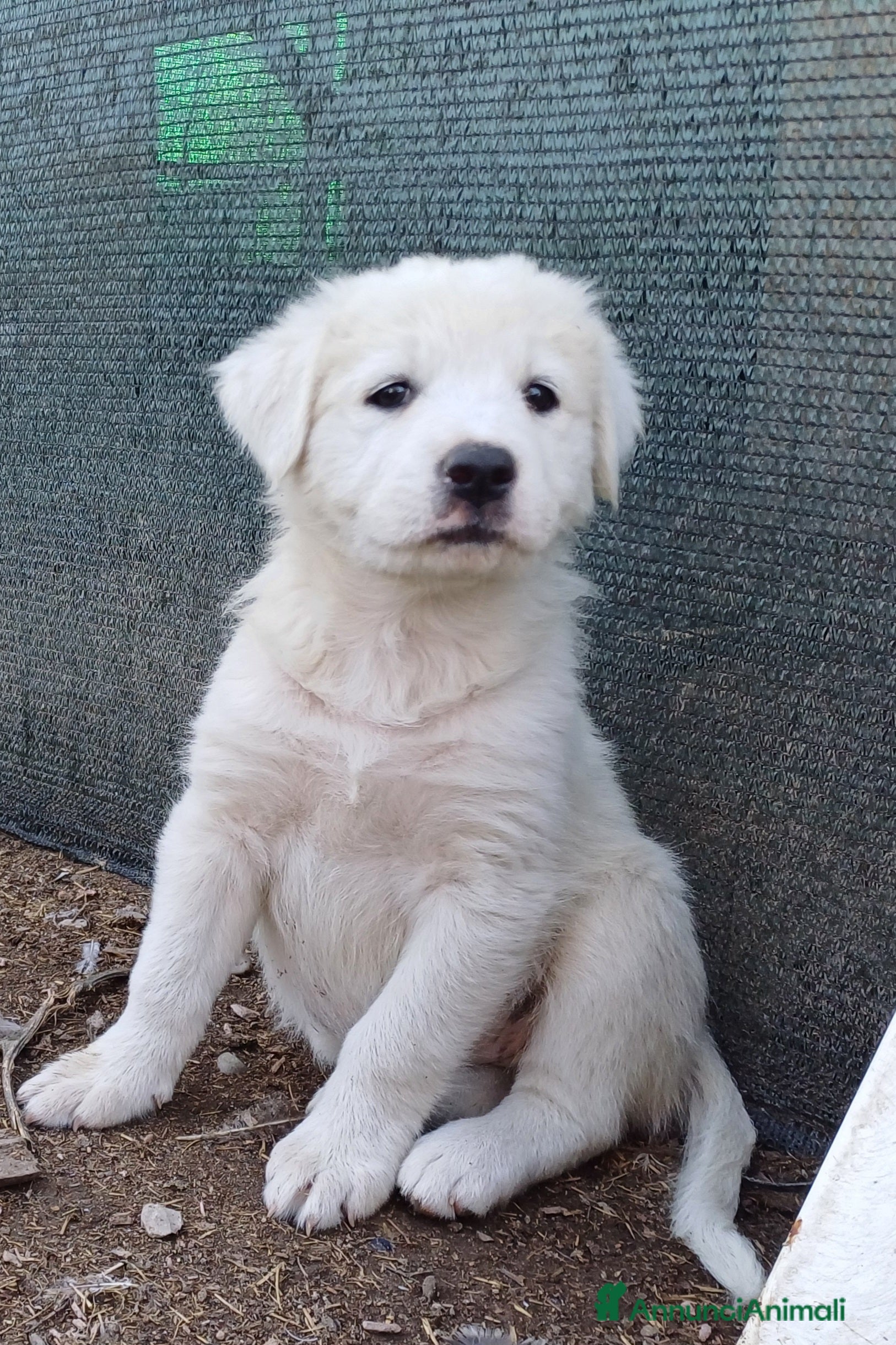 Pastore Maremmano cani Cuccioli di Pastore Maremmano  - Annuncio 2