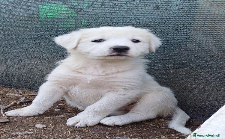 Pastore Maremmano cani - Annuncio 1