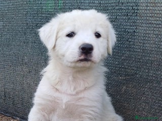 Pastore Maremmano cani Cuccioli di Pastore Maremmano - Annuncio 3