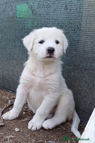 Pastore Maremmano cani - Annuncio 1