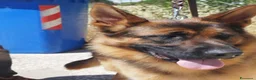 Pastore Tedesco cani in vendita: Pastore tedesco altissima genealogia, bella. a Provincia di Foggia - Annuncio 6