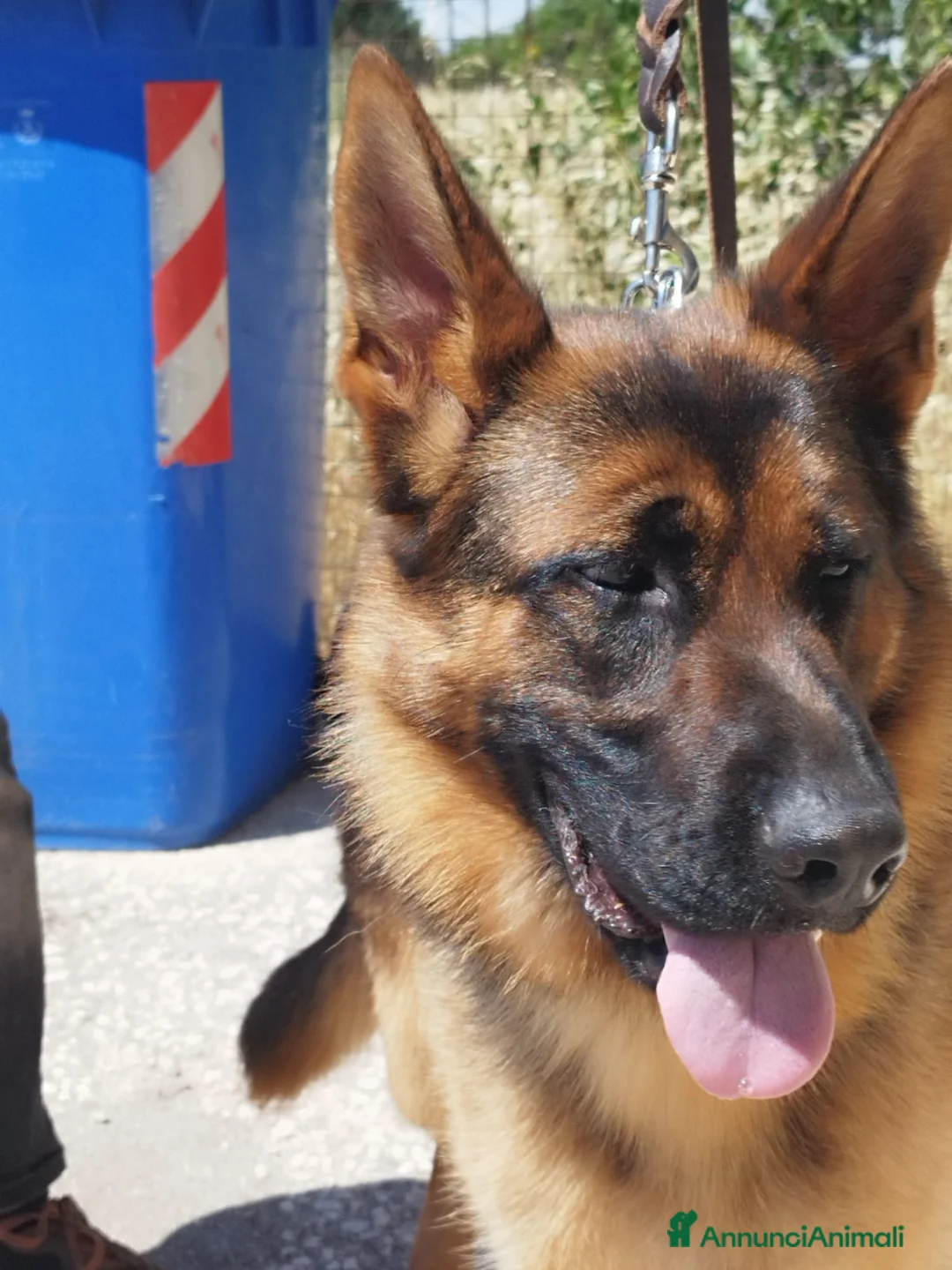 Pastore Tedesco cani in vendita: Pastore tedesco altissima genealogia, bella. a Provincia di Foggia - Annuncio 6