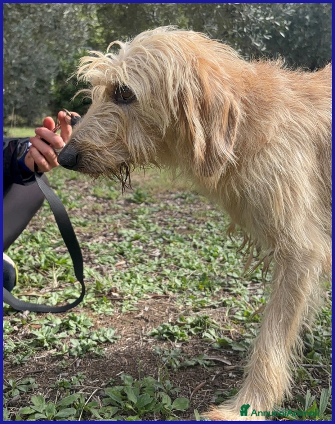 Meticcio cani in regalo: GIACOMO, CAGNOLINO 4 ANNI - Annuncio 9